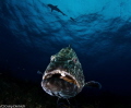   This Max giant Bahama Grouper. was taken Canon 7D Tokina 1017 Nauticam housing 4.33 Dome. Grouper 10-17 10 17 4.33' 433' 33' Dome  